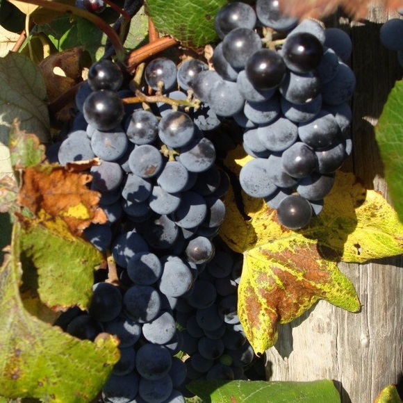 Meet your Posher, Heather - Picture 5 of 6